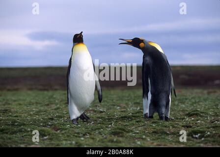 FALKLAND ISLANDS, VOLUNTEER POINT, KING PENGUIN COLONY, WIRD ANGEZEIGT Stockfoto