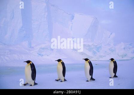 ANTARKTIS, RIISER-LARSEN SCHELFEIS, KAISERPINGUINE, DIE AUF SCHNELLEM EIS SPAZIEREN, EISBERG HINTERGRUND Stockfoto