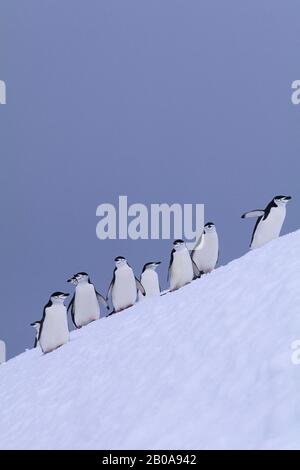 SO.SANDWICH IST., CANDLEMAS IST., KINNBABELPINGUINE AUF STEILEM HANG Stockfoto