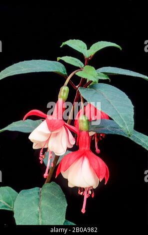 Nahaufnahme von Fuchsia Snowcap mit zwei Blumen vor schwarzem Hintergrund. Eine halbdoppelt aufrechte Buschfuchsie, die Laub- und frostzart ist. Stockfoto