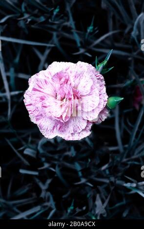 Nahaufnahme von Dianthus Erdbeeren und Creme Blume und Knospen vor dem Hintergrund von Blättern. Eine immergrüne mehrjährige, die völlig winterhart ist. Stockfoto