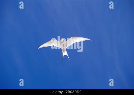 FALKLANDINSELN, SEELÖWENINSEL, SÜDAMERIKANISCHES TERN IM FLUG Stockfoto