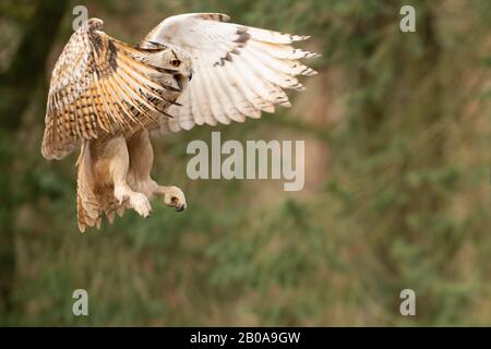 Fliegende sibirische Eule schreit mit offenem Schnabel. Bubo bubo sibiricus Stockfoto