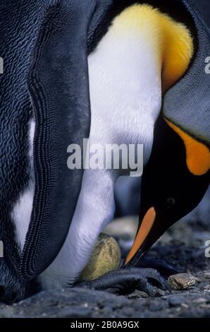 ANTARKTIS, SÜDGEORGIEN, EBENE VON SALISBURY, KÖNIG-PENGUIN-KOLONIE, KÖNIG PENGUIN TURNING EGG Stockfoto