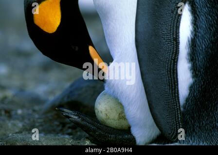 ANTARKTIS, SÜDGEORGIEN, EBENE VON SALISBURY, KÖNIG-PENGUIN-KOLONIE, KÖNIG PENGUIN TURNING EGG Stockfoto