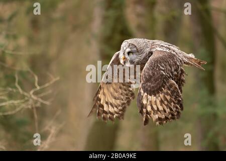 Nahaufnahme fliegende große graue Eule von der Seitenansicht mit Flügeln in der Position unten Stockfoto