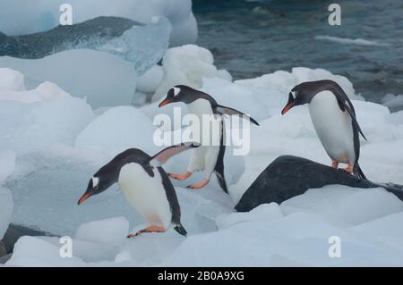 ANTARKTISCHE HALBINSEL, ROUGE ISLAND, GENTOO-PINGUINE (PYGOSCELIS PAPUA) AUF EIS PEPPLES, RÜCKKEHR VON DER FÜTTERUNG AUF SEE Stockfoto