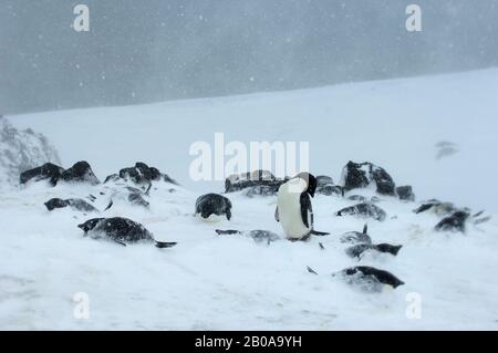 ANTARKTIS, SOUTH SHETLAND ISLANDS, KING GEORGE ISLAND, REVOLVER POINT, ADELIE PENGUIN COLONY BEI STÜRMISCHEM WETTER, ADELIE PINGUINS (PYGOSCELIS ADELIAE) CO Stockfoto