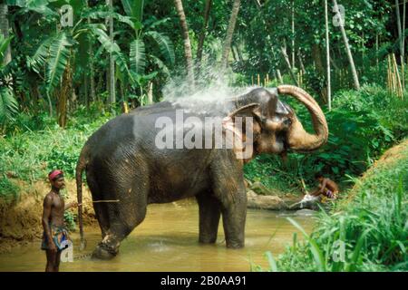 SRI LANKA, ASIATISCHE ELEFANTEN, DIE NACH EINEM ARBEITSTAG VON PFLEGERN IM FLUSS GEBADET WERDEN Stockfoto