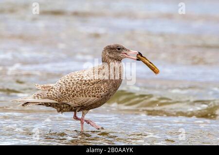 Glitzerige Möwe (Larus hyperboreus), mit Miesmuschel in der Rechnung, Niederlande, Südholland Stockfoto