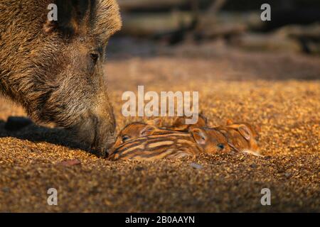Wildschwein, Schwein, Wildschwein (Sus scrofa), Weibchen mit Ferkel, Deutschland Stockfoto