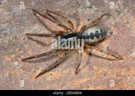 Schlangenrückenspinne (Segestria senoculata), sitzt auf einem Stein Stockfoto