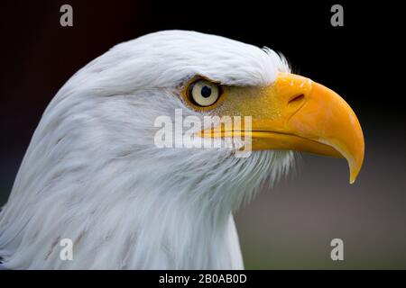 Weißkopfseeadler (Haliaeetus Leucocephalus), portrait Stockfoto