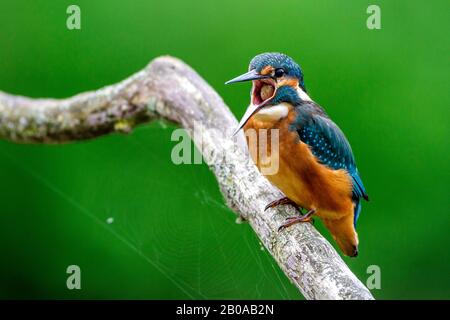 Fluss-Eisvogel (Alcedo atthis), Jugendliche Rufe, Deutschland Stockfoto