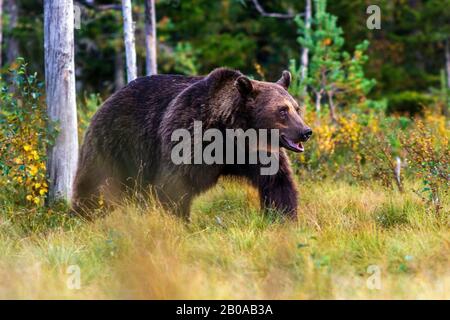 Europäischer Braunbär (Ursus arctos arctos), am Waldrand, Finnland, Karelien Stockfoto