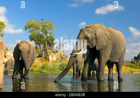 Afrikanischer Elefant (Loxodonta africana), Herdengetränke am Wasserloch, Südafrika, Mpumalanga, Kruger-Nationalpark Stockfoto