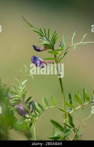 Gemeine Vetch (Vicia angustifolia ssp. Segetalis, Vicia segetalis), Blooming, Deutschland Stockfoto