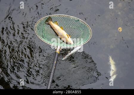 Bachforelle, Flussforelle, Bachforelle (Salmo trutta fario), autochthone Arten, Aufstauen mit Elektrogeräten, Deutschland, Bayern Stockfoto