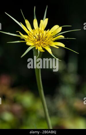 Gelbsalgat, Wiesenziegenbart (Tragopogon dubius), blühend, Deutschland Stockfoto