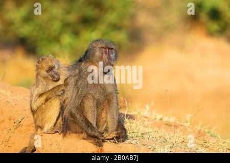 Chacma Pavion, Arubius Pavion, olivbaboon (Papio ursinus, Papio cynocephalus ursinus), Weibchen kümmert sich um das Fell eines Männchens, Südafrikas, Mpumalanga, Kruger National Park Stockfoto