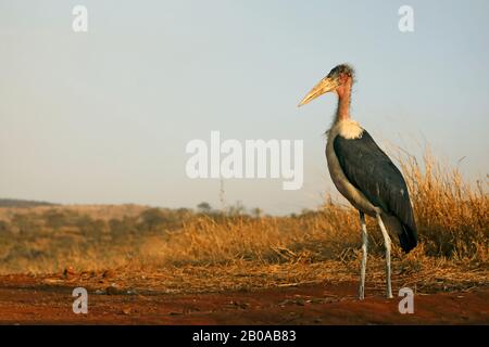 Marabou Stork (Leptoptilos crumeniferus), unreif, Südafrika, Kwa Zulu-Natal, Zimanga Game Reserve Stockfoto