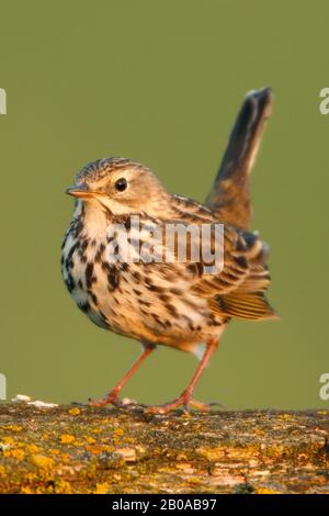 Wiese Pipit (Anthus pratensis), sitzt auf einer Filiale, Deutschland, Niedersachsen Stockfoto