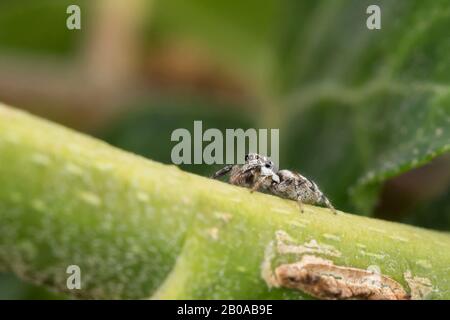 Zebraspringer (Salticus scenicus), lauert auf einer Perücke, Deutschland, Bayern, Niederbayern Stockfoto