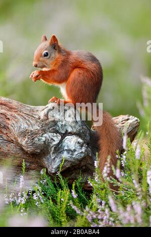 Europäisches Rothörnchen, Eurasisches Rothörnchen (Sciurus vulgaris), sitzt auf Totholz füttern, Seitenansicht, Schweiz Stockfoto