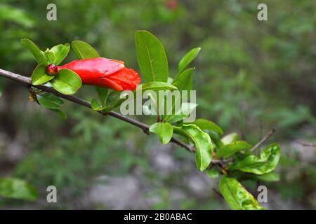 Granatapfel, Anar (Punica granatum), Abzweig mit Knospe, Montenegro, Skader-Nationalpark Stockfoto