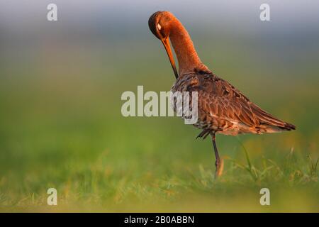 Schwarzschwein Paten (Limosa limosa) kümmert sich um sein Gefieders, Belgien, Westflandern Stockfoto