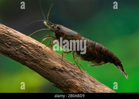 Kirschgarnelen, Zwerggarnelen (Neocaridina davidi var. Schokolade, Neocaridina heteropoda var. Schokolade), Seitenansicht Stockfoto