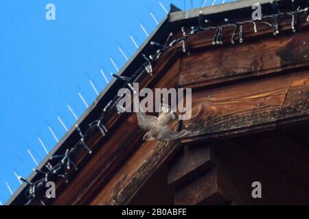 Crag martin (Ptyonoprogne rupestris, Hirundo rupestris), fliegt vor einem Dach, zeigt Schwanzfedern, Österreich, Tyrol Stockfoto