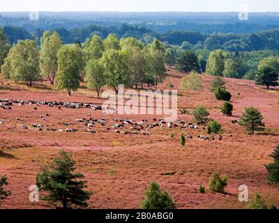 Heidschnucke, Heath Sheep (Ovis ammon f. Widder), Heath Sheep am Hügel Wilseder Berg, Deutschland, Niedersachsen, Wilseder Berg Stockfoto