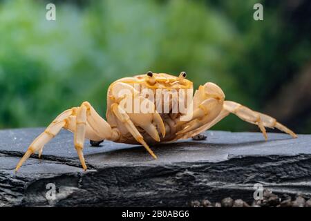 Fire-Crab (Holthuisana vgl. lipkei), auf einem Felsen sitzend Stockfoto