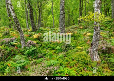 Birke (Betula spec.), Birkenwald mit Heide, Adler Farn und Blaubeeren Sträucher, Großbritannien, Schottland, Craigellachie National Nature Reserve, Aviemore Stockfoto