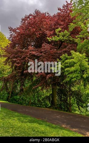 Kupferbuche (Fagus sylvatica var. purpurea, Fagus sylvatica 'Atropunicea', Fagus sylvatica Atropunicea), im Donnerspark zwischen anderen Parkbäumen im Frühjahr, Deutschland, Hamburg-Ottensen Stockfoto