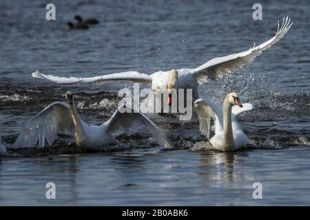 Mute Swan (Cygnus olor), die Artgenossen ausweisen, Deutschland Stockfoto