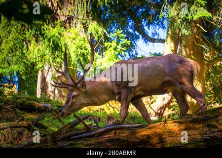 Rotwild (Cervus elaphus), im Herbstwald, Schweiz, Sankt Gallen Stockfoto