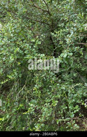 Arktische Zwergbirke (Betula humilis), Zweige mit Blättern Stockfoto