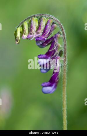 Futtervetch (Vicia villosa ssp. Villosa, Vicia villosa), blüht Stockfoto