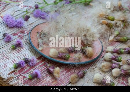 Kanada Distel, schleichende Distel (Cirsium arvense), Früchte mit pappus, Deutschland Stockfoto