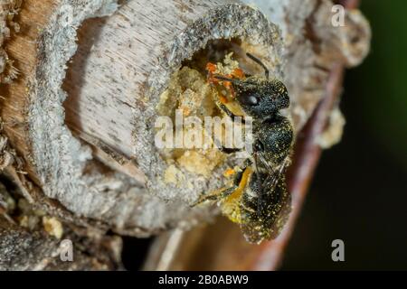 Mason Bees (Osmia spec.), mit gesammeltem Pollen in einem Insektenhotel, Deutschland, Bayern, Niederbayern Stockfoto