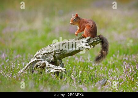 Europäisches Rothörnchen, Eurasisches Rothörnchen (Sciurus vulgaris), sitzt auf einem Baumschnack, Schweiz Stockfoto