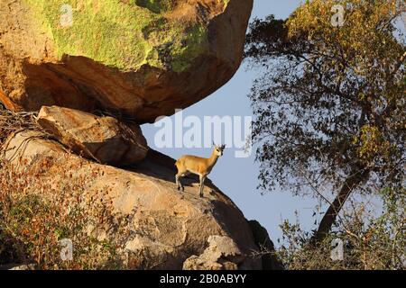 Klippspringer (Oreotragus oreotragus), männlich stehend auf einem Granitfelsen, Seitenansicht, Südafrika, Lowveld, Krueger-Nationalpark Stockfoto