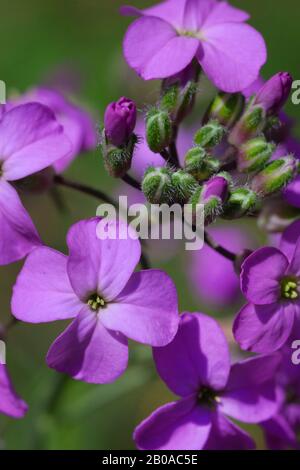 Honesty Plant, Annual Honesty (Lunaria annua), Flowers Stockfoto