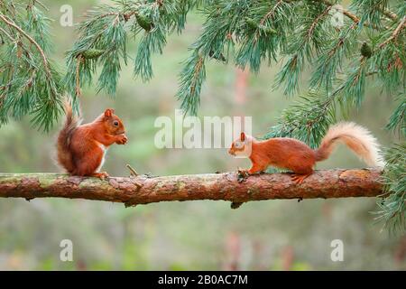 Europäisches Rothörnchen, Eurasisches Rothörnchen (Sciurus vulgaris), zwei Rothörnchen zusammen auf einem Kiefernzweig, Schweiz Stockfoto