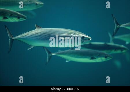 Atlantischer Bonito (Sarda sarda), Schwimmen im Schwarm, Seitenansicht Stockfoto