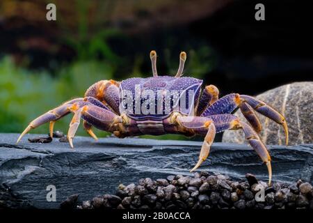 Westafrikanischer Fiddler Crab, europäischer Fiddler Crab, Barrilete (Aruca tangeri), auf einem Stein am Strand Stockfoto