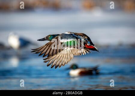 Drake Northern Shoveler (Spatula clypeata) im Flug Colorado, USA 2020 Stockfoto