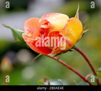 Ein Blick vom Rose Pat Austin auf eine englische Rose Stockfoto